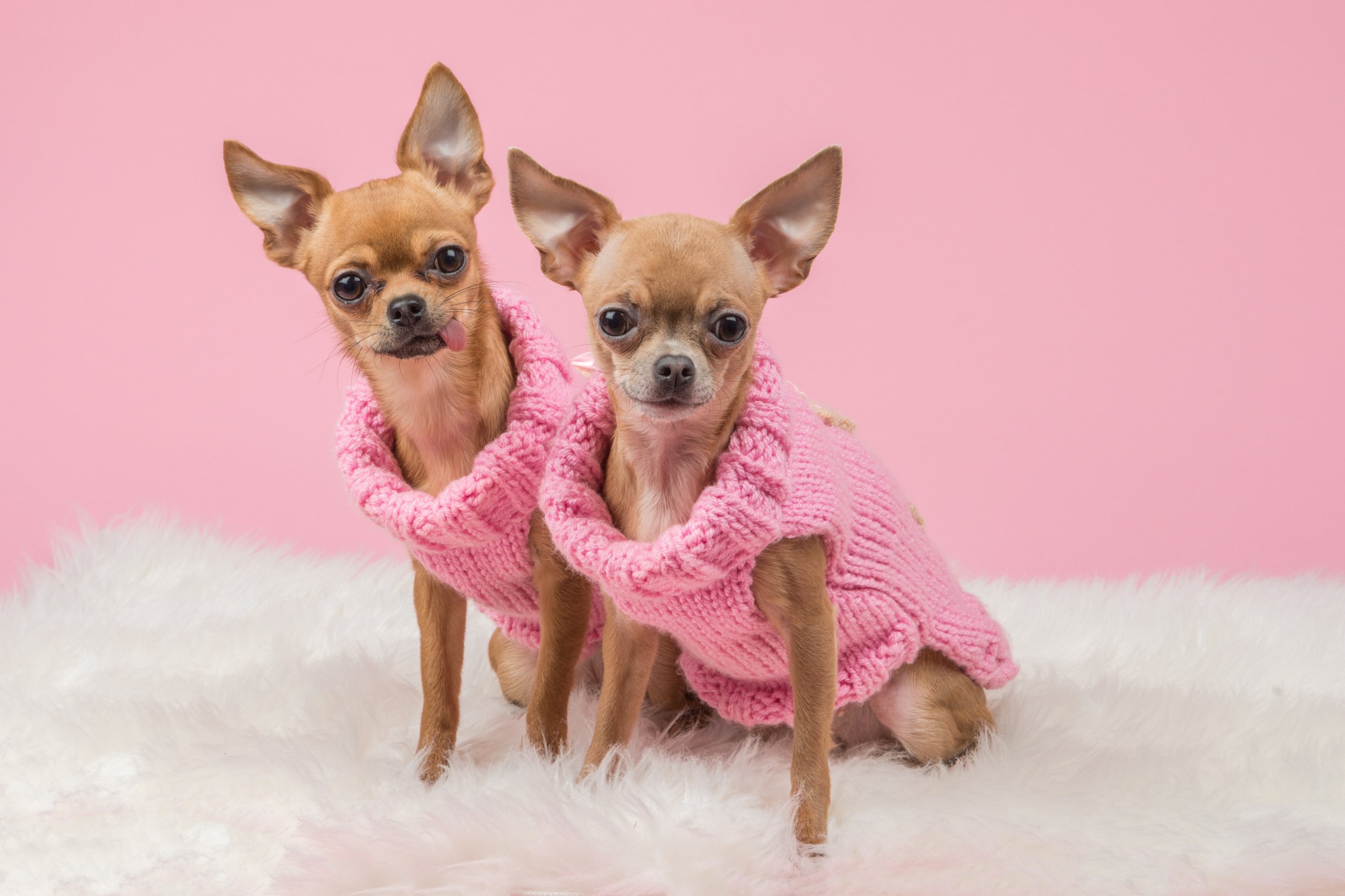 Dressed Cute Chihuahua Dogs in Pink Knitted Sweaters