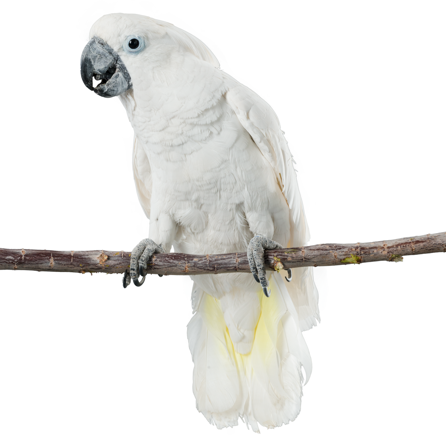 WHite Parrot on a Branch Cutout