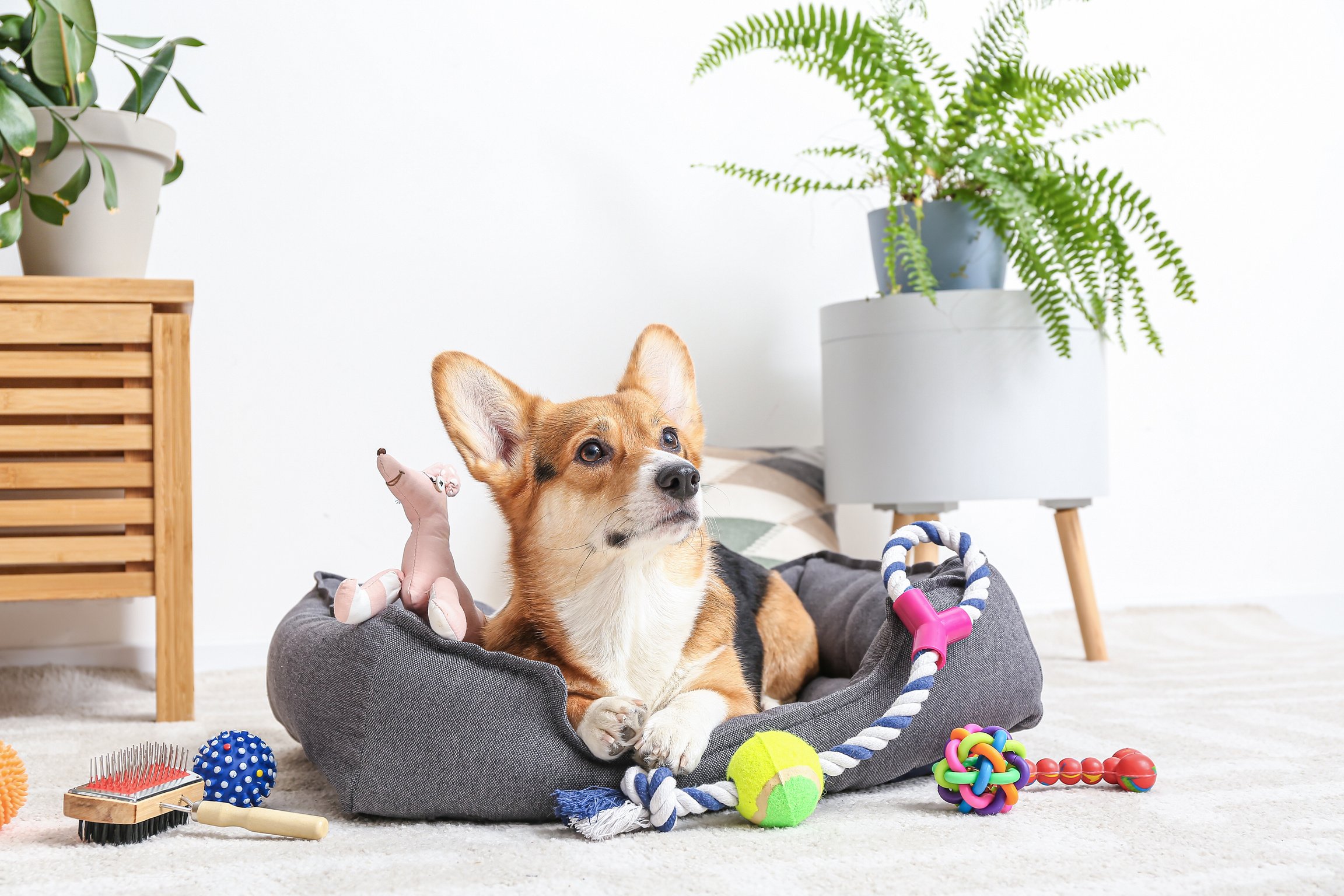 Cute Dog with Different Pet Accessories at Home